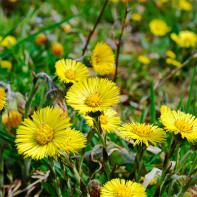 Fotografie a coltsfoot