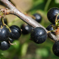 Foto der schwarzen Johannisbeere