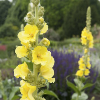 Fotografie cu iarbă Mullein