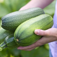 Foto di zucchine 3