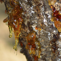 Photo of pine resin