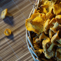 Cantharellus cibarius mantar fotoğraf