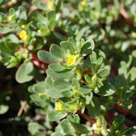 Foto Purslane 2