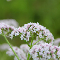 Foto Valerian