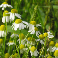 Fotogänseblümchen 4