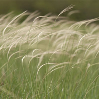 Foto van gras smeedt 3