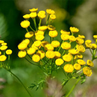 Φωτογραφία tansy 4