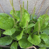 Photo of plantain 3