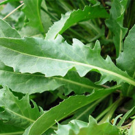 Arugula foto 5