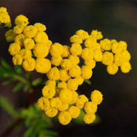 Foto boerenwormkruid 3