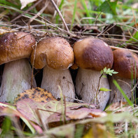 Hur man väljer och lagrar porcini svamp