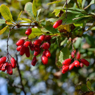 Fotografie barberry 2