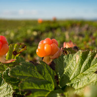 Cloudberry foto 6