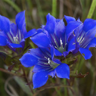 Foto 4 de la Gentian