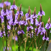 Verbena fotka