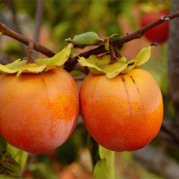 Persimmon photo 4