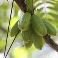 Bilimbi Fruit Foto 5