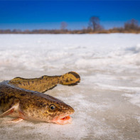 Burbot foto 2