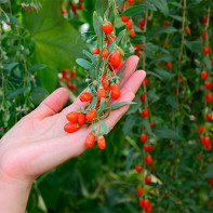 Foto goji berries 5