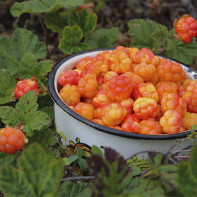 Cloudberry photo 4