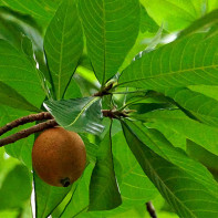 صور Genip Fruit 2