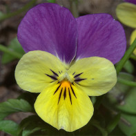 Foto de violeta tricolor