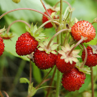 Foto wilde aardbeien 3