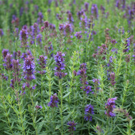 Hyssop foto 3