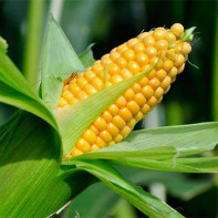 Fotoğraf corn