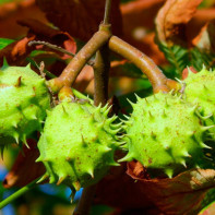 Foto de castanha da Índia 5