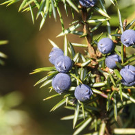 Juniper foto 5