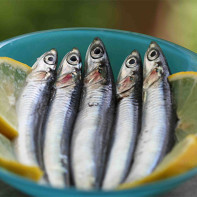 Photo anchovies 2