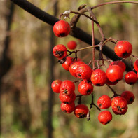 Foto della sorba rossa 3