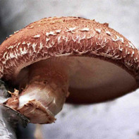 Foto Shiitake-paddenstoelen 2