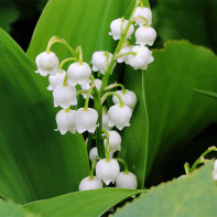 Photo of lily of the valley 2