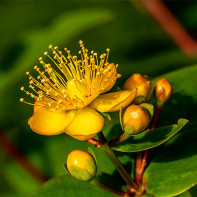 Hypericum Foto 4