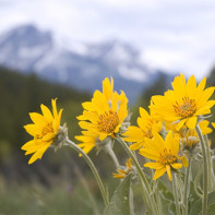 Arnica fotografie 4