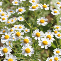 Foto chamomile