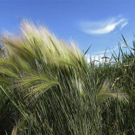 De foto van gras smeedt