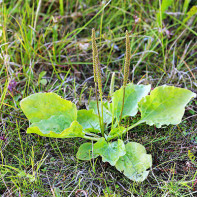 Fotografia plantain 2