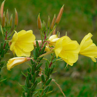 Photo evening primrose 5