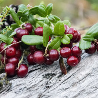 Fotoğraf lingonberries 2