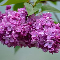 Foto Lilac 2