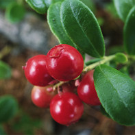 Foto de folhas de Acerola 5