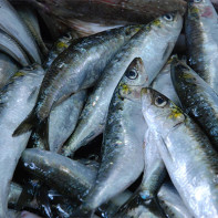 Foto sardinas 4