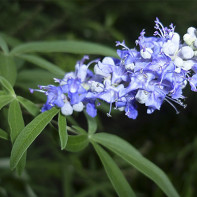 Foto Vitex 5