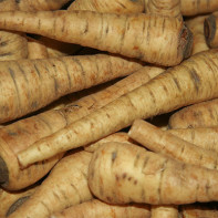 Parsnip root photo 4