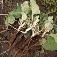 Burdock root foto 5