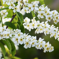 Photo of bird cherry 3