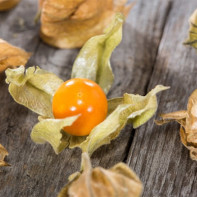 Foto physalis 4